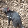 tasmanischer Teufel