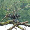 Anhinga oder Schlangenhalsvogel