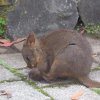 Kleiner Wallaby